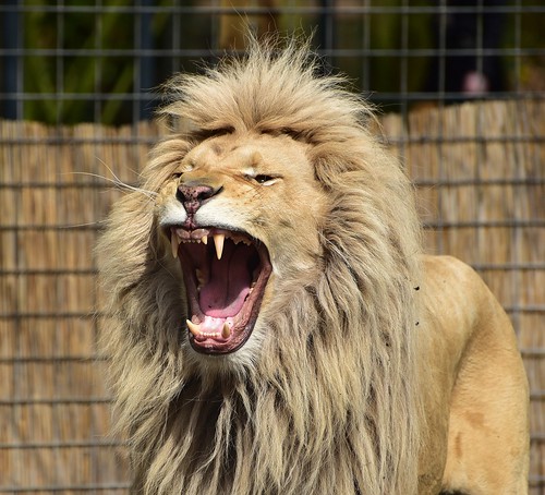 A lion roaring at visitors in a local zoo.