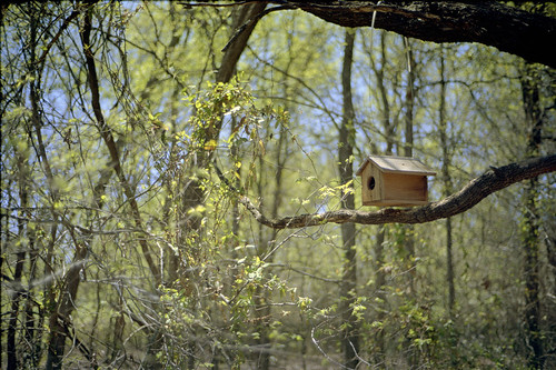 A nicely build birdhouse, set on a limb in a local park.