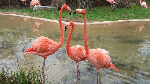 A family of flamingos at a local zoo.