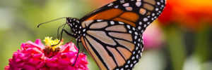 A beautiful Monarch butterfly resting on a flower.