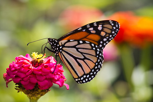 A beautiful Monarch butterfly resting on a flower.