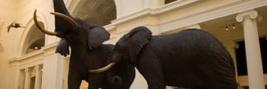 An elephant exhibit at the Field Museum in Chicago, IL.