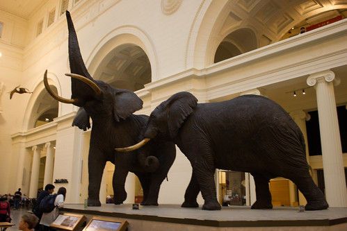 An elephant exhibit at the Field Museum in Chicago, IL.