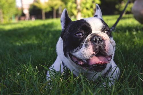 A french bulldog enjoying an afternoon laying in the grass at a local park.