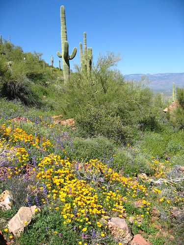 A patch of wildflowers next to come greenery and cacti in the Apache Trail near Mesa, AZ.