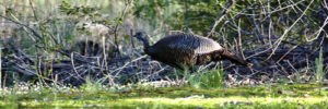 A wild turkey foraging on the side of a local bike path.