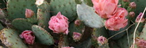 A patch of flowering cacti in a Peoria, IL garden.