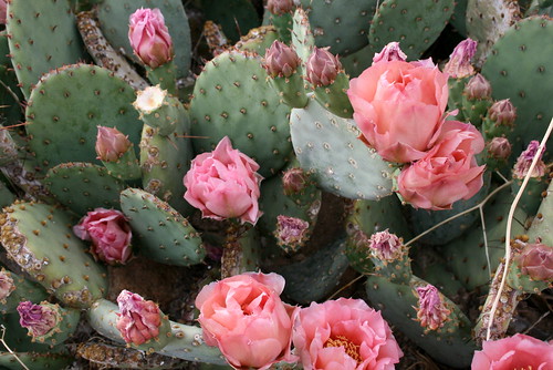 A patch of flowering cacti in a Peoria, IL garden.