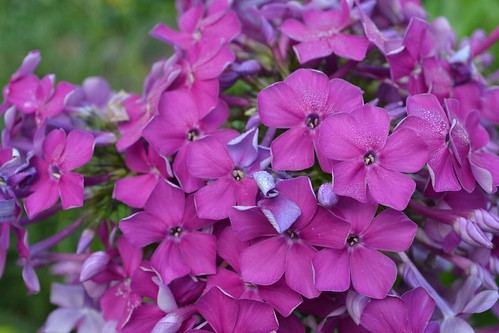 A beautiful collection of purple Phlox flowers in a local garden.
