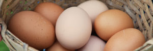 A basket of farm fresh eggs.