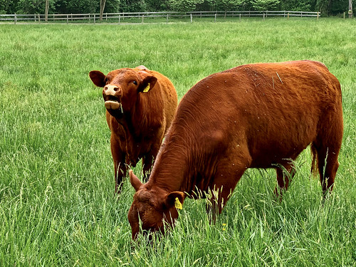 Happy and healthy grass-fed cows in a green pasture.