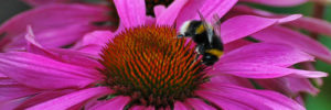 A large purple coneflower that has attracted the attention of a local honey bee.