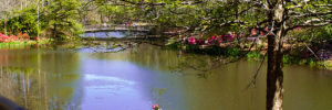 A beautiful patch of azaleas on the edge of a river near Buckhead, GA.