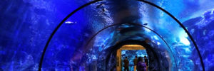 A view through an underwater observation tunnel at the Mandalay Bay Aquarium in Las Vegas, NV.