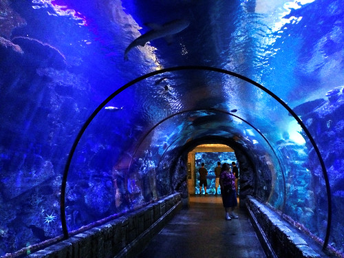 A view through an underwater observation tunnel at the Mandalay Bay Aquarium in Las Vegas, NV.