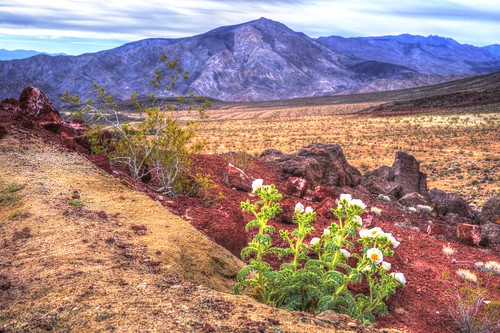A colorful view of Death Valley with some small green plants in the foreground.