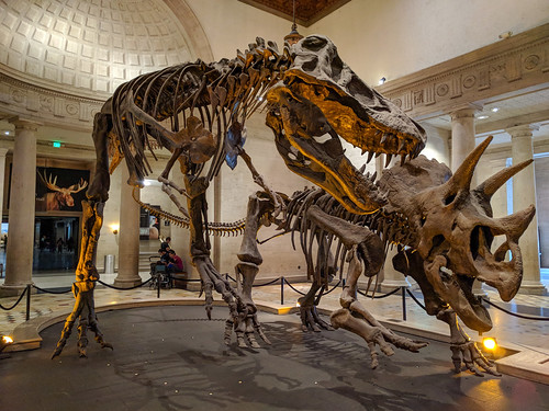 A T-Rex and Triceritops display at the local Museum of Natural History.