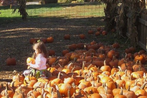 A small girl sitting in the middle of a pumpkin patch at the Deanna Rose Children's Farmstead.
