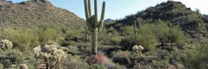 A Saguaro cactus in the desert outside Mesa, AZ.