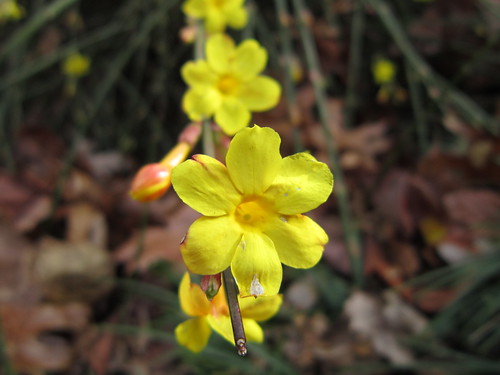 A stunning sprig of yellow Winter Jasmine in a secluded garden.