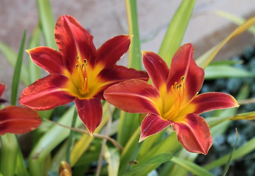 A stunning pair of red, orange, and yellow day-lillies.