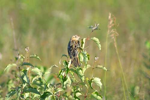 A female Bobolink sitting on some brush around West Chester, OH.