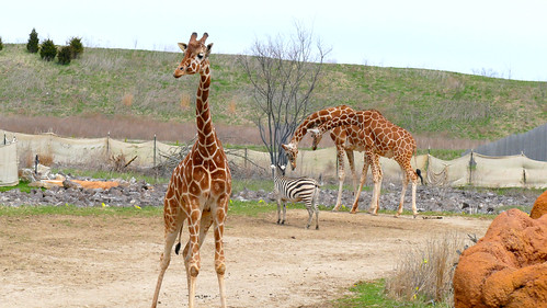 A couple giraffes with a zebra at the Columbus Zoo in Columbus, OH.