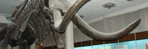 The massive, reconstructed mastadon at the Rutgers Geological Museum outside Bridgewater, NJ.