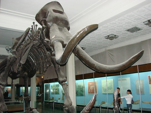 The massive, reconstructed mastadon at the Rutgers Geological Museum outside Bridgewater, NJ.