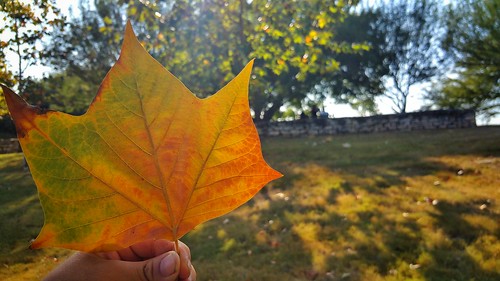 A beautiful multi-colored leaf from a local Coppell, TX park.
