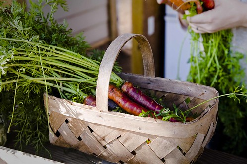 Some beautiful heirloom carrots being placed in a woven basket.