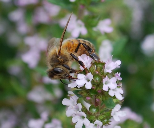 A honeybee perched on the top of a sprig of Thyme, pollinating the newly sprouted flowers.