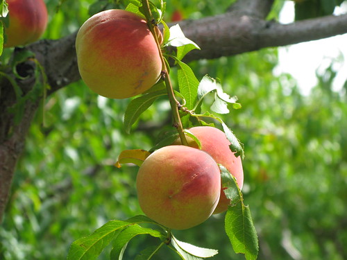Ripe, juicy peaches, hanging from their tree, waiting to be picked.