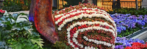 A floral arrangement at the Bellagio Conservatory and Botanical Gardens in Las Vegas, NV.