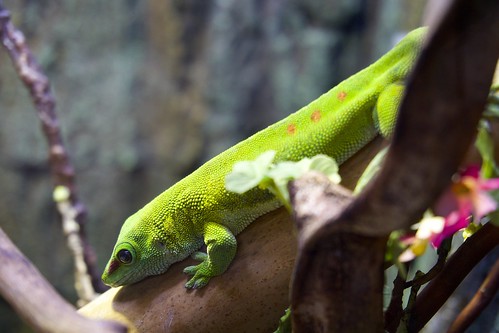 A lizard at the Repticon Reptile & Exotic Animal Show in Oklahoma City, OK.