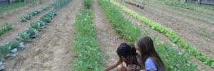 Two girls working together in their local community garden.