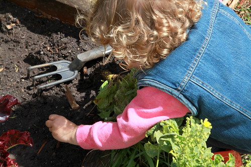 A small girl learning to dig and plant in their local community garden.