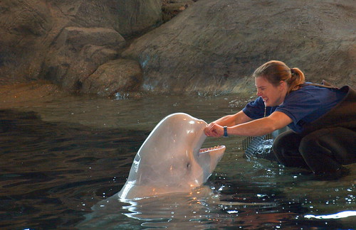 A beluga whale and trainer at the Shedd Aquarium in Chicago, IL.