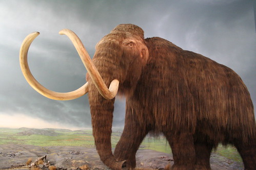 One of the Wolly Mammoths at a museum in South Barrington, IL.