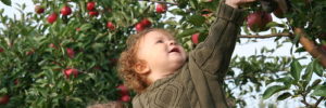 A mother and her toddler out picking apples in an orchard.