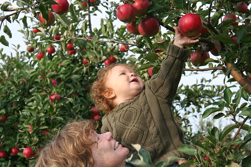 A mother and her toddler out picking apples in an orchard.