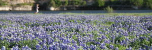 A beautiful field of Bluebonnets around Cedar Park, TX.