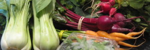 The fresh produce received from a local CSA box including carrots, raddishes, beats, and bok choy.