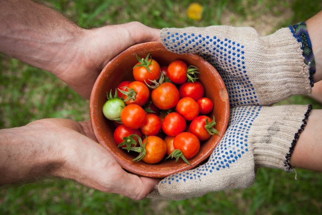 Two pars of hands holding a terra cotta bowl full of small cherry tomatoes.