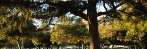 One of the massive trees in a green field at Arcadia County Park in Cedar Park, TX.