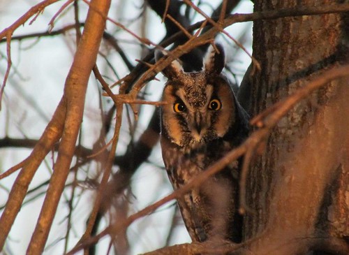 A horned owl watching you from its tree.