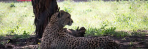 A cheetah lounging in the shade of a tree at Fossil Rim Wildlife Center near Plano, TX