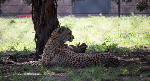 A cheetah lounging in the shade of a tree at Fossil Rim Wildlife Center near Plano, TX