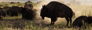 A herd of bison in the middle of an open plain.