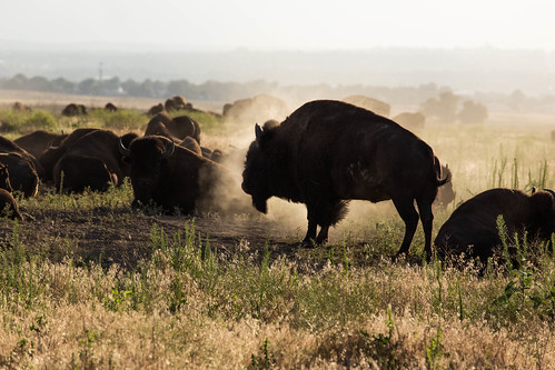A herd of bison in the middle of an open plain.